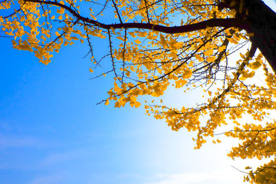 Low angle view of autumn tree against sky