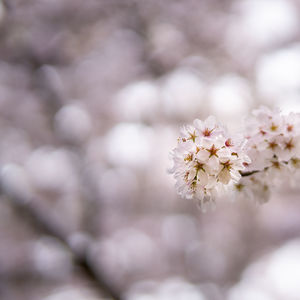 Close-up of cherry blossoms