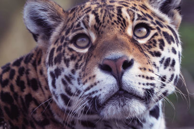 Close-up portrait of a cat