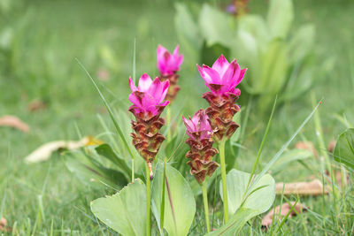 Close-up of pink flowering plant on field