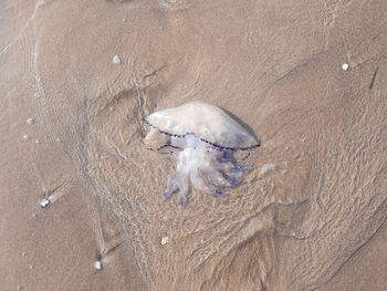 High angle view of jellyfish on the seashore