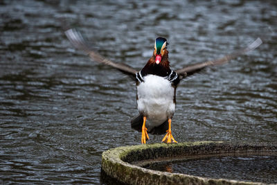 Close-up of duck swimming in lake