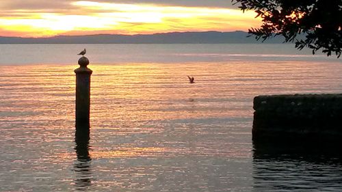 Silhouette bird perching on sea against romantic sky at sunset