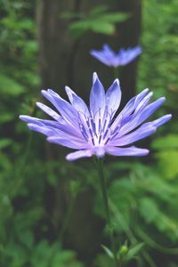 Close-up of purple flower blooming outdoors