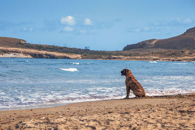 View of a dog on beach