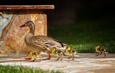 Close-up of birds