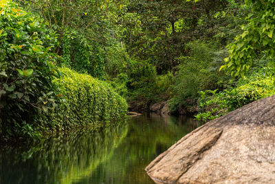 Scenic view of forest