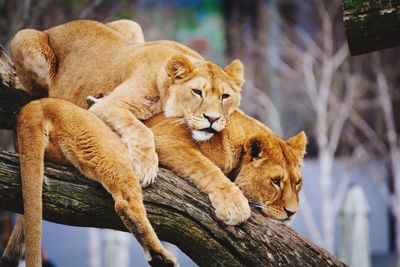 Lions relaxing on branch