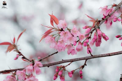 Close-up of pink cherry blossom