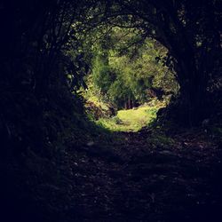 Trees growing in forest