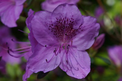 Close-up of purple flowering plant