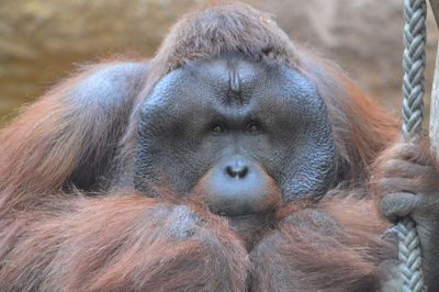 Close-up of a monkey