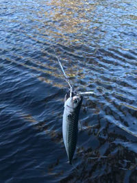 High angle view of fish in sea