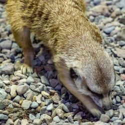 Close-up of rabbit