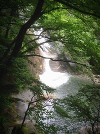 High angle view of waterfall in forest