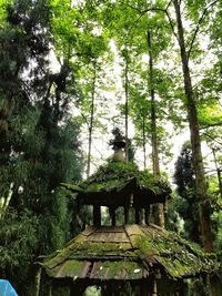 Gazebo in forest