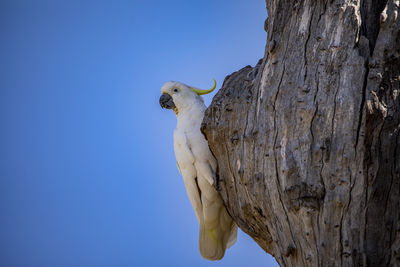 Low angle view of bird perching on tree