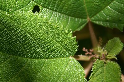 Close-up of leaves