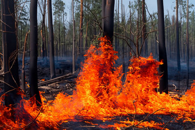 Forest fire. La