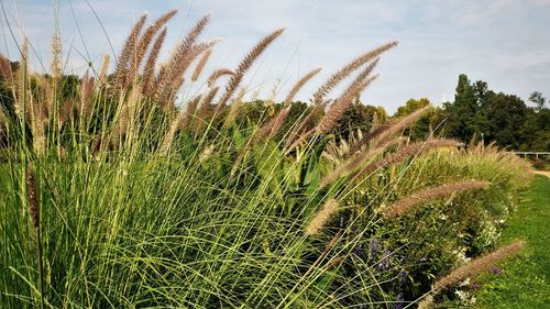 Scenic view of grassy field against sky