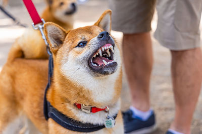 Midsection of man with dogs