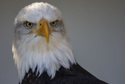 A trained bald eagle portrait, haliaeetus leucocephalus.