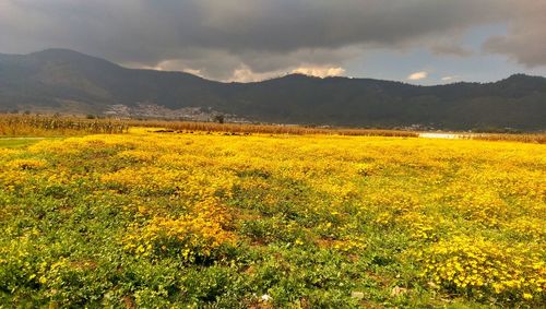 Scenic view of oilseed rape field against sky