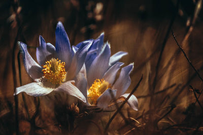 Close-up of flowers growing on field