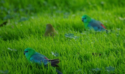 View of a duck on field