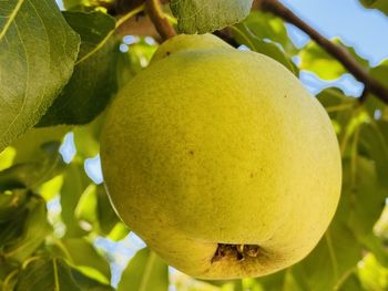 Close-up of fruit growing on tree