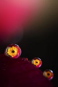 High angle view of multi colored candies on table against black background