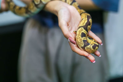 Close-up of a small boa snake with a beautiful pattern in the hand of a woman, tame and cute, can be