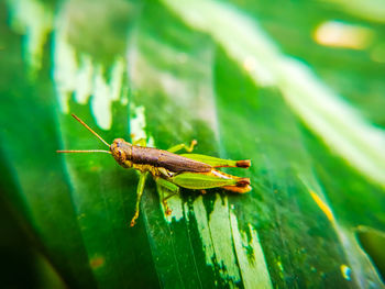 Close-up of insect on leaf