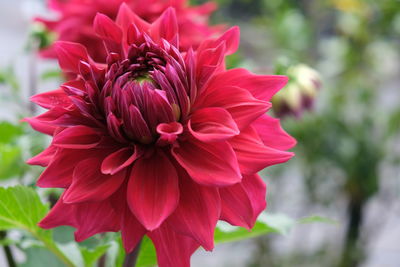 Close-up of pink dahlia flower