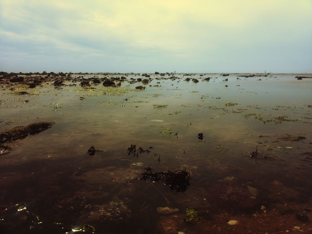 water, beach, sea, shore, sky, animal themes, bird, sand, tranquil scene, tranquility, scenics, nature, beauty in nature, horizon over water, cloud - sky, animals in the wild, outdoors, high angle view, coastline