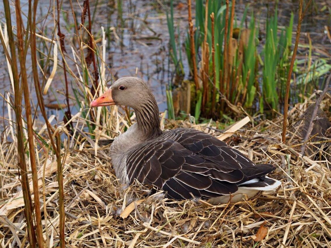 animals in the wild, animal themes, bird, nature, one animal, animal wildlife, young bird, gosling, day, water bird, goose, lake, greylag goose, no people, water, outdoors, grass, close-up