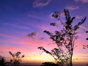 Silhouette tree against dramatic sky during sunset