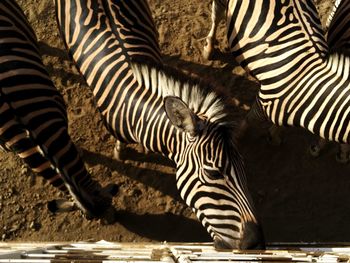 Close-up of zebra