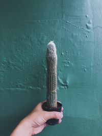 Close-up of human hand holding potted plant against wall