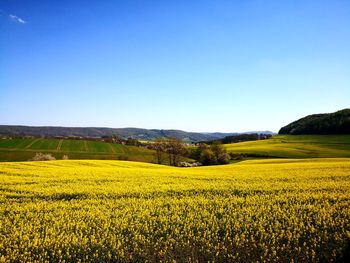 Scenic view of oilseed rape field against clear blue sky