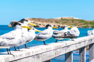 Close-up of birds perching on shore against blue sky