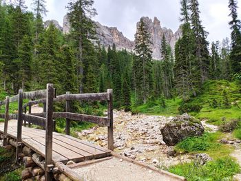 Plants growing on rocks by trees against sky