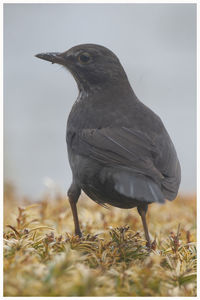 Close-up of a bird on field