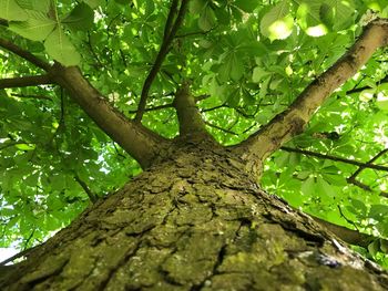Low angle view of trees in forest