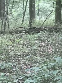Full frame shot of trees in forest