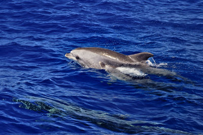 A small school of delphin 