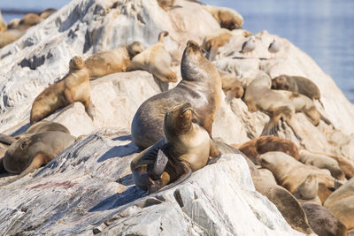 High angle view of sea resting on rock