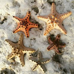 High angle view of starfishes at sandy beach