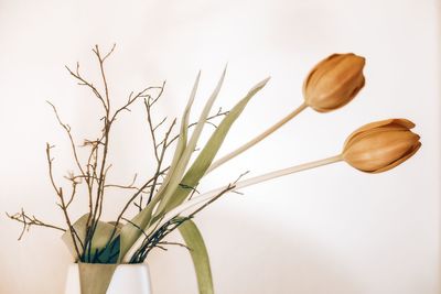 Close-up of flowering plant against white background