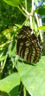 Close-up of butterfly on leaf